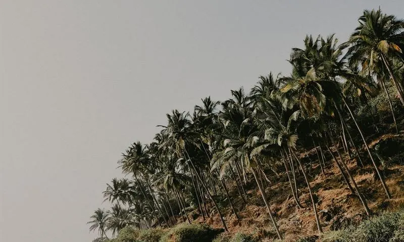 Packers and movers in Goa — coastal palms and Portuguese-era lanes